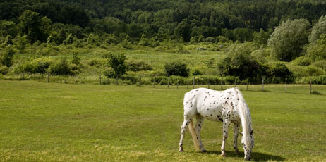 dbhalbur/Shutterstock.com