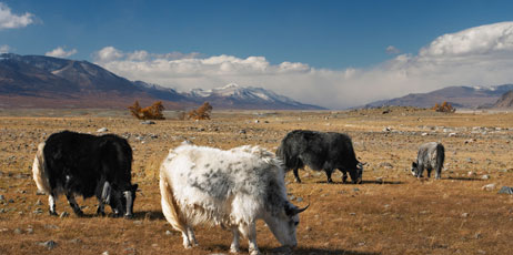 Pichugin Dmitry/Shutterstock.com