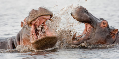 Herbert Kratky/Shutterstock.com
