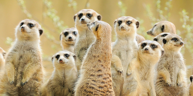 AnetaPics/Shutterstock.com