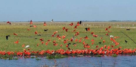 los_llanos_venezuela_nature_ss