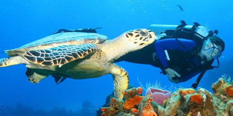 Brian Lasenby/Shutterstock.com