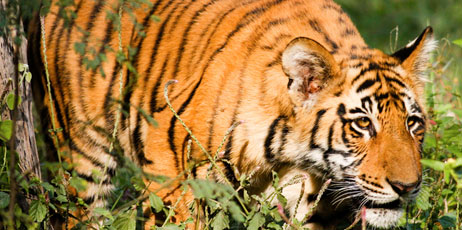 Nachiketa Bajaj/Shutterstock.com