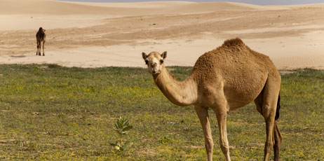 Maroš Markovic/Shutterstock.com