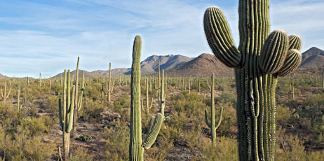 Anton Foltin/Shutterstock.com