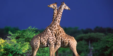EcoPrint/Shutterstock.com