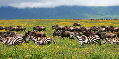 Liga Alksne/Shutterstock.com