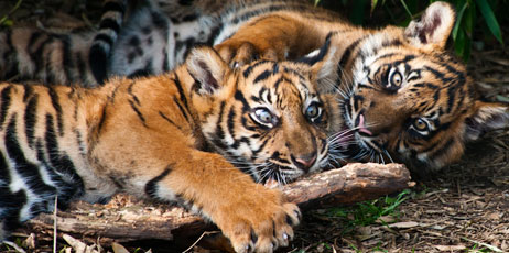 Eric Gevaert/Shutterstock.com