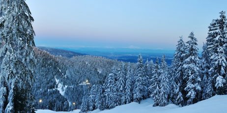 Lijuan Guo/Shutterstock.com