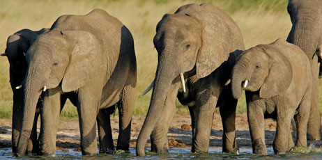 EcoPrint/Shutterstock.com