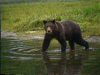 Alaskan Grizzly Bear