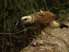 Amazon Eco-Park Animals