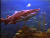 Aquarium Attractions
