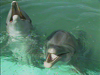 Bahamas Dolphin Swim