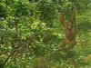 Borneo Orangutans