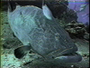 Cozumel Diving