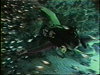 Cozumel Diving and Snorkeling