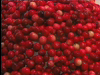 Cranberry World - Plymouth