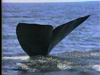 Discover Baja Whale Watching