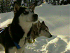 Dog Sledding History