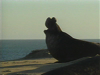 Elephant Seals on the Coast
