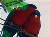 Fiji Adventure and Romance