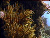 Great Barrier Reef