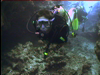 Great Barrier Reef Diving