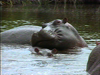 Hippos of Africa