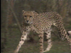 Kenya Wildlife Preservation