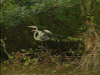 Louisiana Swamp Tour