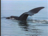 Maui Whale Watch