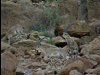 Negev Desert