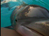 Orlando Dolphin Encounters