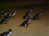Phillip Island Penguin Parade