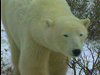 Polar Bears - Dangerous