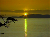 San Juan Islands Wildlife