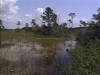 Saving the Everglades
