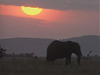 Serengeti Overview