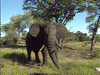 South Africa Safari Overview