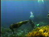 Swim with Sea Lions