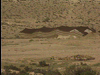 The People of the Negev Desert
