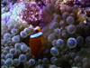 Underwater Fiji