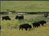 Yellowstone - The Serengeti of North America