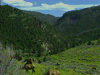 Yellowstone Wildlife